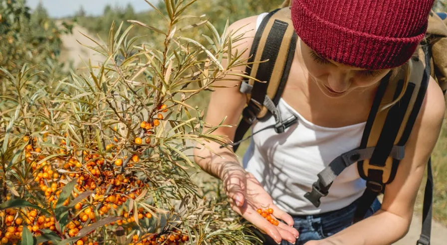 Sea buckthorn oil weight loss supplement