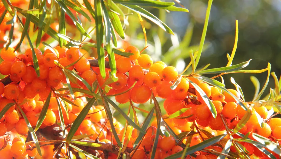 Sea buckthorn salad dressing healthy